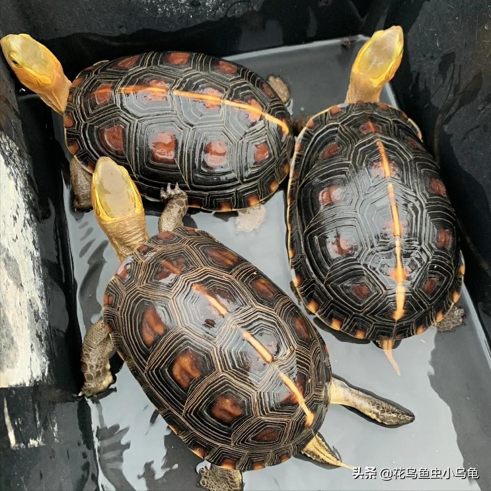 新手养乌龟该养哪种乌龟最好养活,养乌龟需要多备加热器和乌龟缸吗