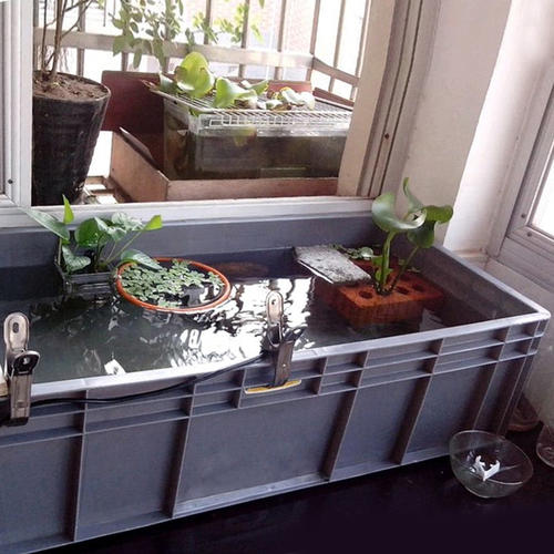 金鱼一般养几条对风水好,金鱼怎么养才正确