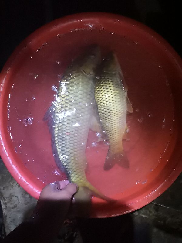 一味ex全能战比较,一味ex实测