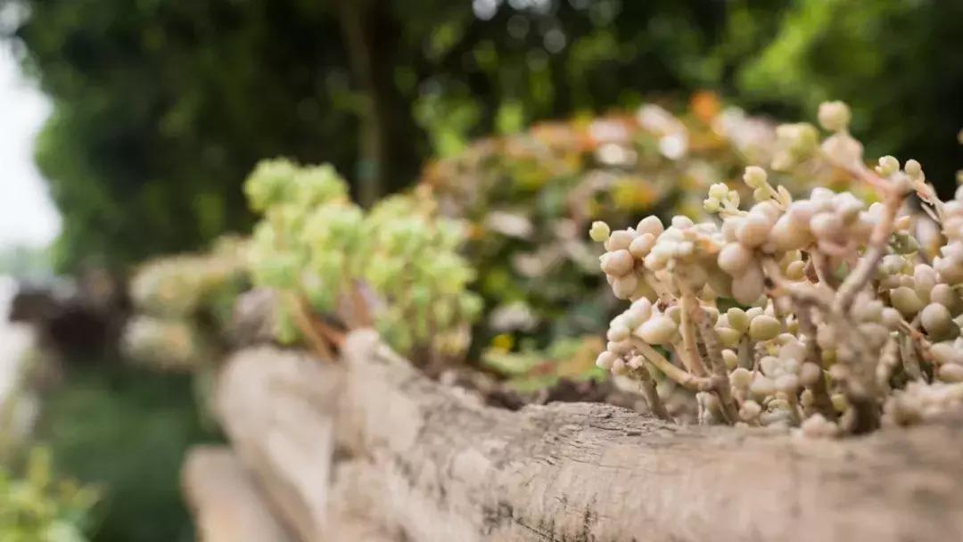 双流空港秘密花园,双流不要门票的公园