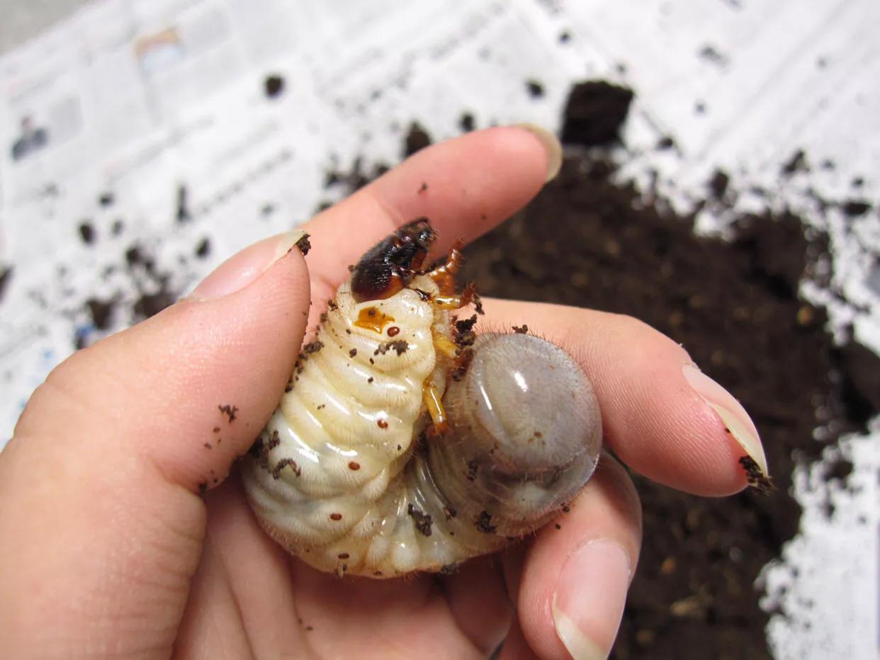 中药材大规模涨价,中药材附子图片