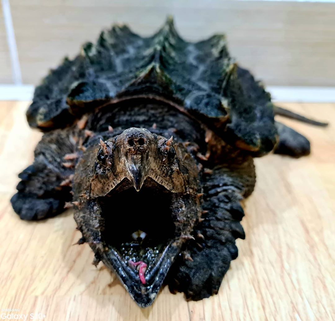 龟一年不吃食一招教你解决,宠物龟不吃食什么原因