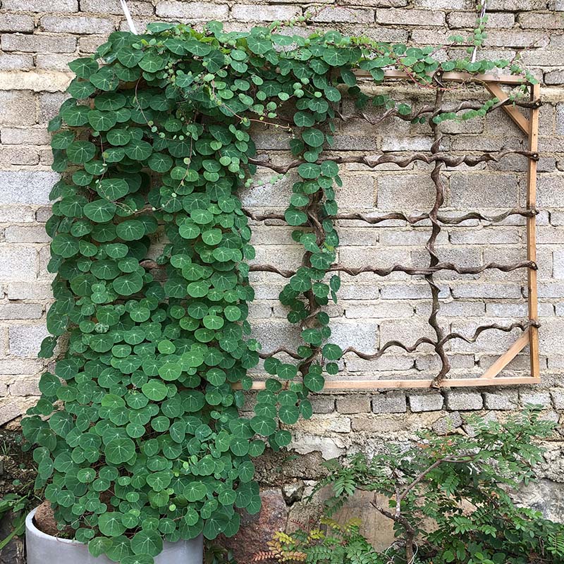 绿萝都养不活还能养什么花,好养活的懒人花绿萝