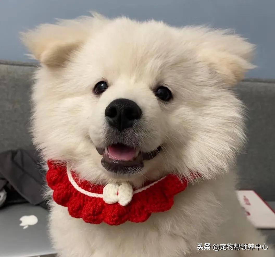 狗狗被*养送**期间患上细小，前主人却说：存活几率很小，别治了…