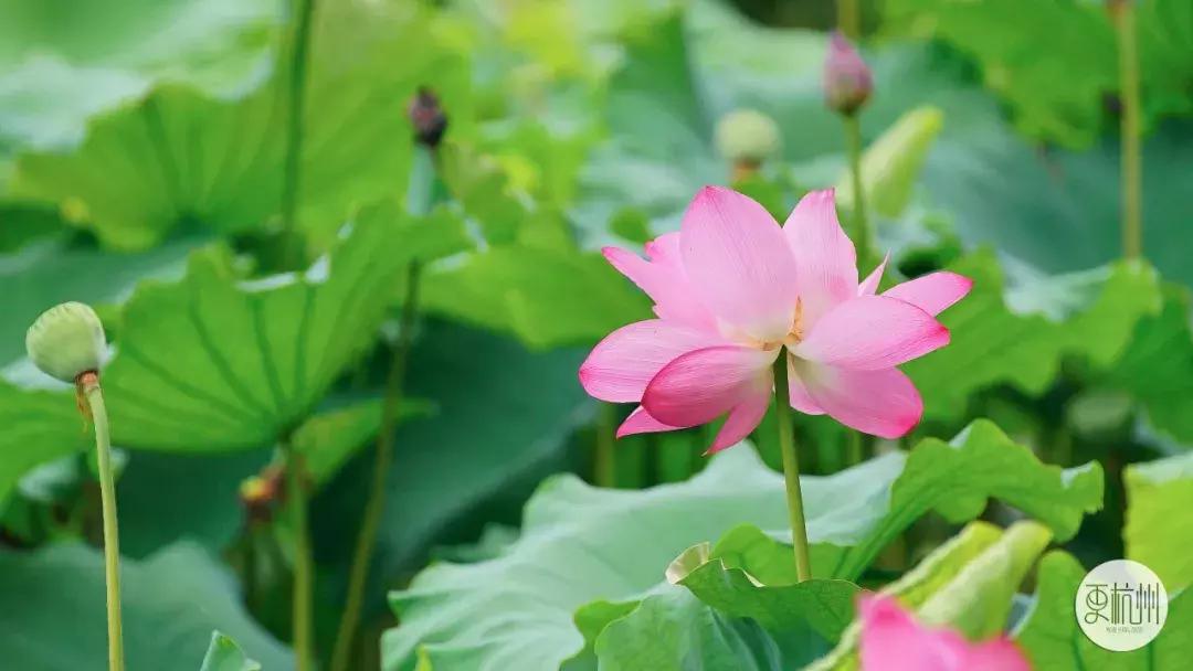 半天卖出500斤！这玩意全身是宝，一到秋天杭州人就扎堆去吃