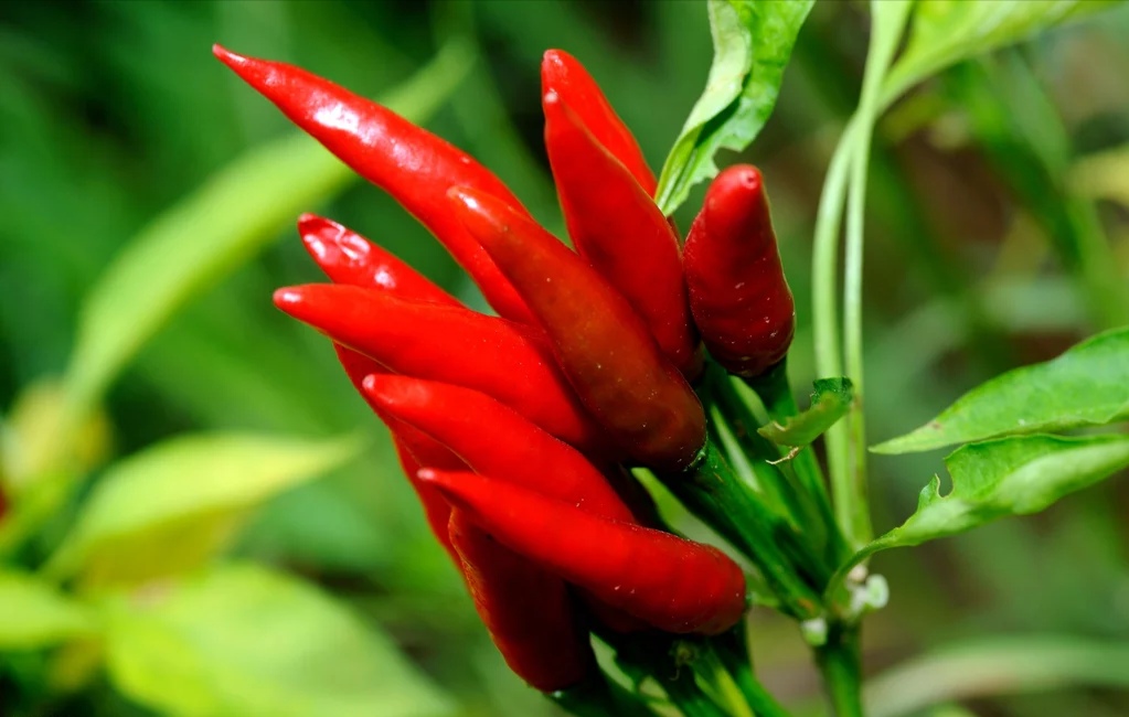 有独特香味的红油,火锅红油什么香味