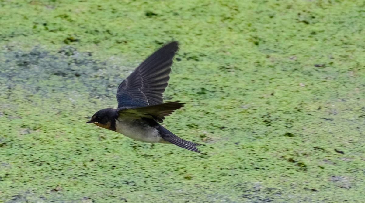 蚂蚁搬家预示着什么天气,下雨天有几个蚂蚁入屋是什么兆头