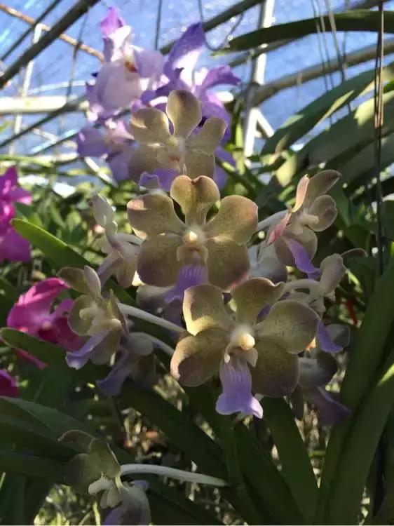 开花时间最长最香最好养的兰花,一年四季开花的兰花有几种