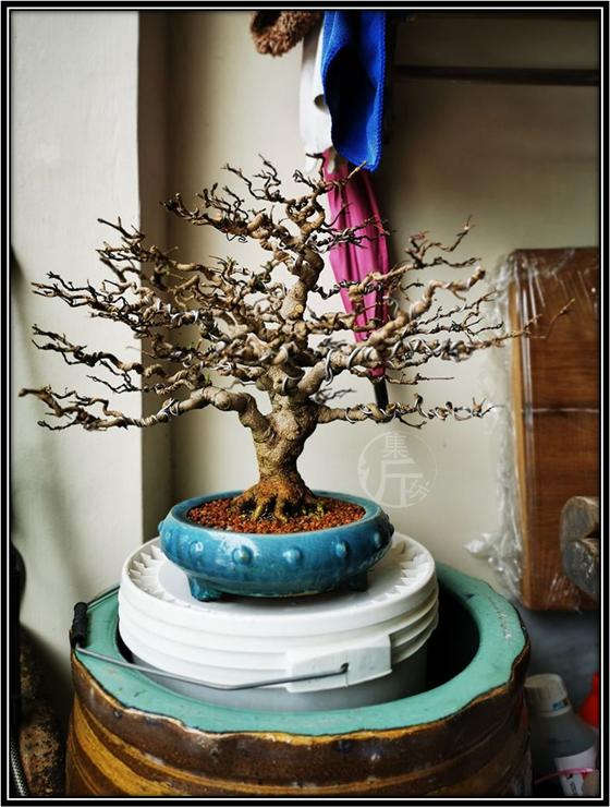 腊梅鸭脚木盆景图 (适合北方室内养的杂木类盆景)