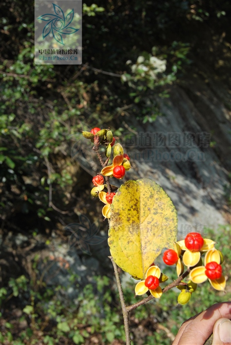 霜红藤治什么病,霜红藤介绍