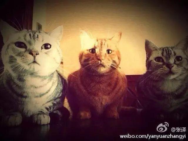 张译的运气,张译运气好的视频