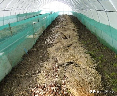 蜗牛的养殖方法与技术,蜗牛养殖的经验和技术