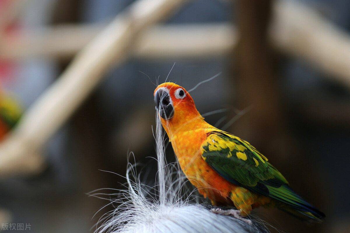10天八哥幼崽大便稀,八哥的粪便稀绿白色