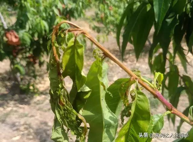 桃树蚜虫和红蜘蛛什么时间打药好,桃树什么时候打药防治火蜘蛛