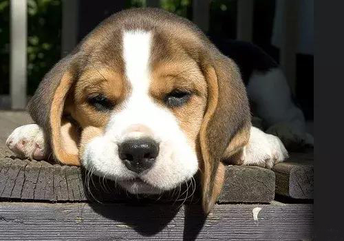 犬细小病毒病活疫苗,犬细小病毒病的意义