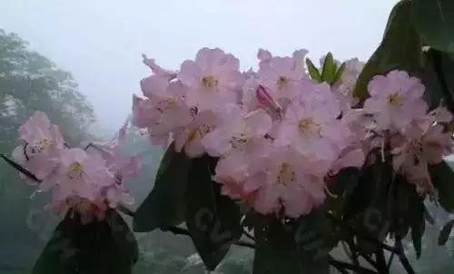 以桂花为市花的城市有哪些,中国每个城市的市花是什么