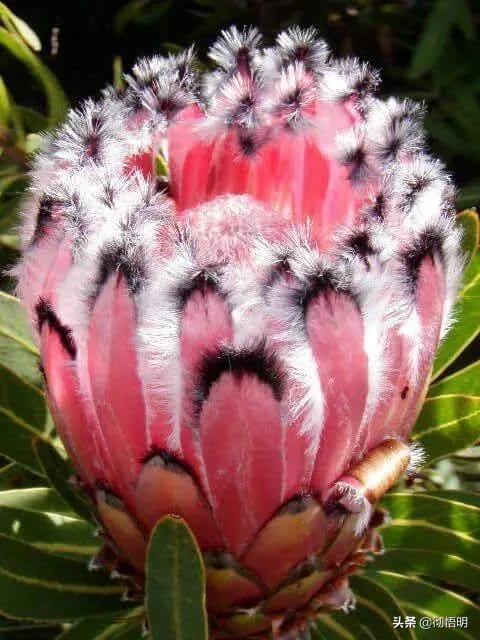 十种稀有长寿花,80个长寿花品种全都美极了