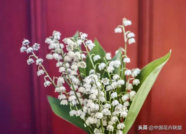 100种鲜花的花语樱花,100种不同花的花语