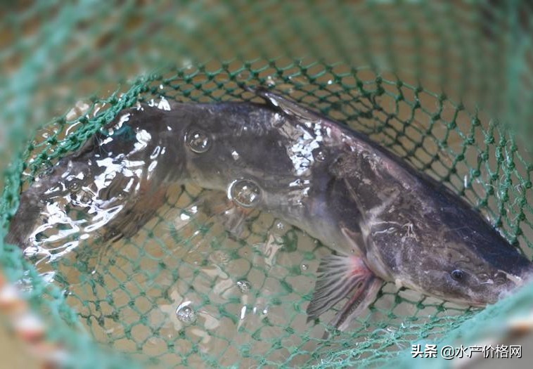 水产养殖业前景最好,水产养殖业前景怎么样