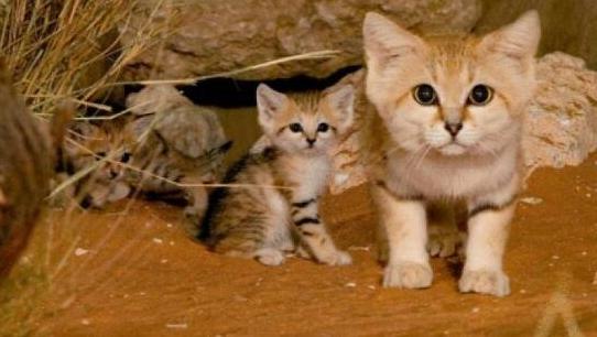 喂了很久的流浪猫要被人领养了,生活在沙漠的猫科