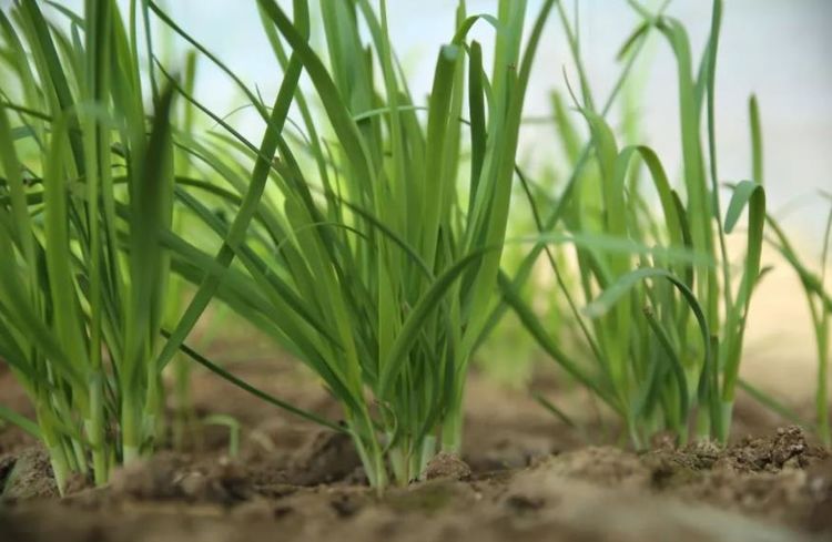 韭菜清肠功效与作用,韭菜有益健康