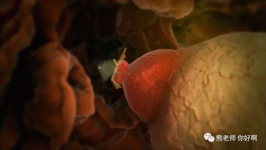 生命起源卵子,生命起源胚胎形成完整版