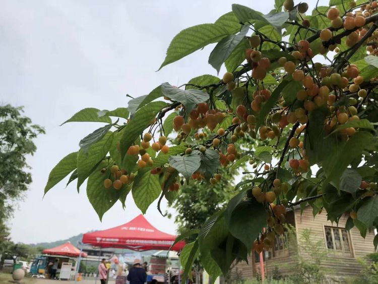 临沭冠山银杏树,临沭冠山道教