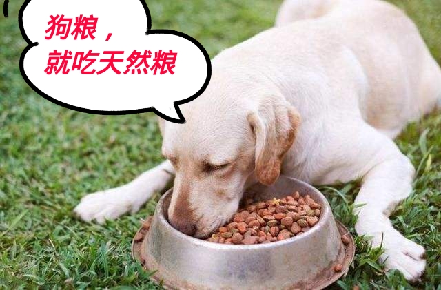 狗狗上火眼睛红最快解决方法,狗狗尿黄上火怎么办吃什么药