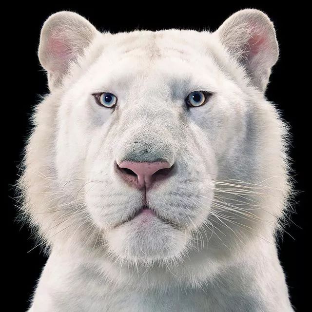 近年来濒危的野生动物有哪些,濒临灭绝的珍稀野生动物