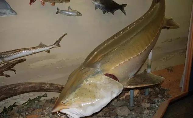 中国最好吃的4大淡水鱼,中国特别好吃的10种淡水鱼