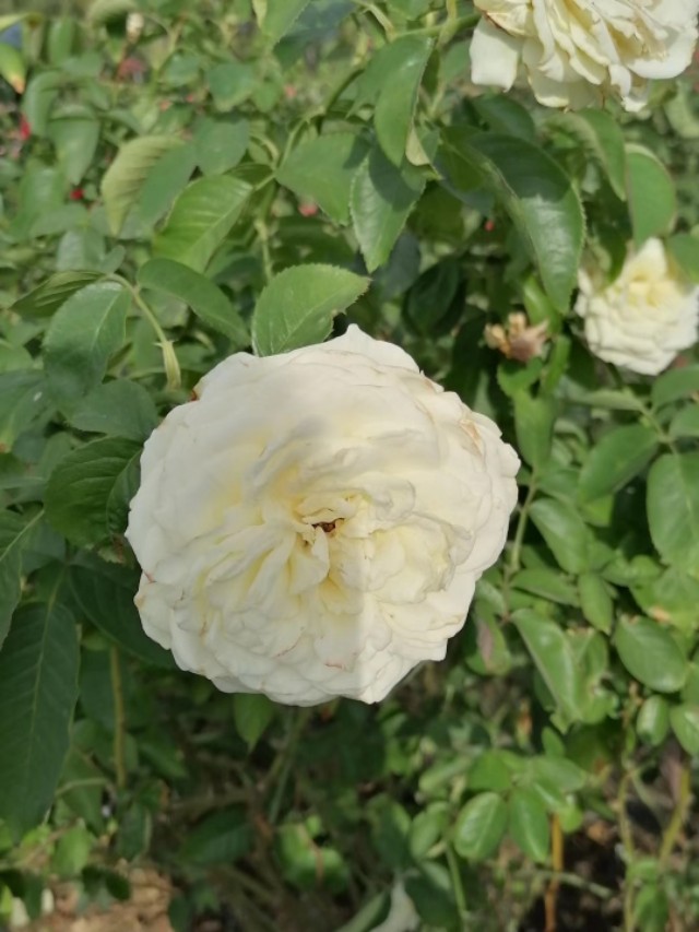 老鸹眼子手串怎么盘,赤峰老鸹眼手串