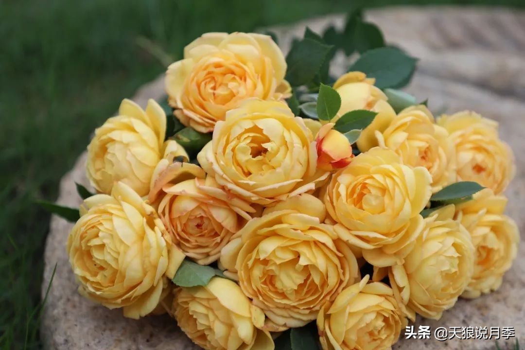 天狼月季优惠活动时间,天狼月季618活动