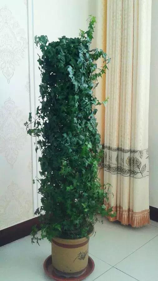 适合室内养的不见阳光的垂吊花,适合阳台种的垂吊花一年四季开花