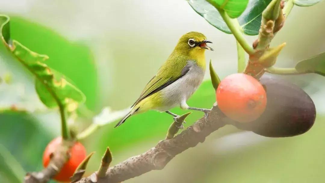 绣眼的正确喂养方法,野生的绣眼怎么喂养