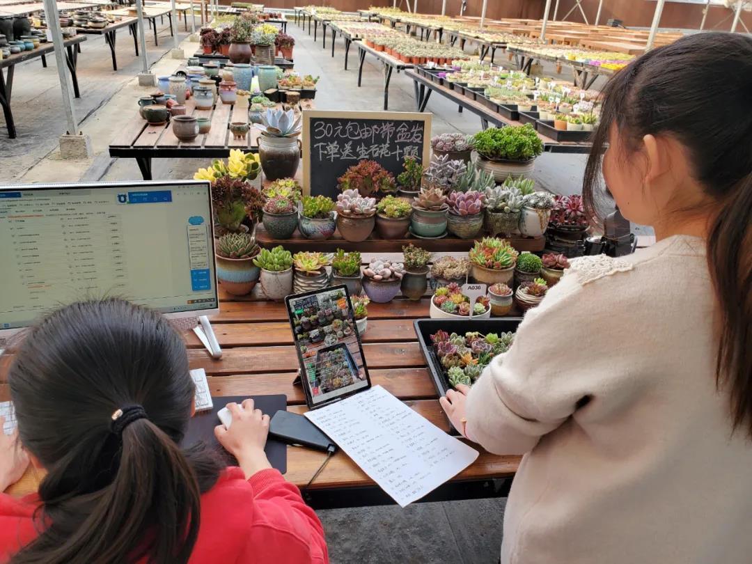 乡村振兴新花样——吴江区农业电商带出“黄金效应”