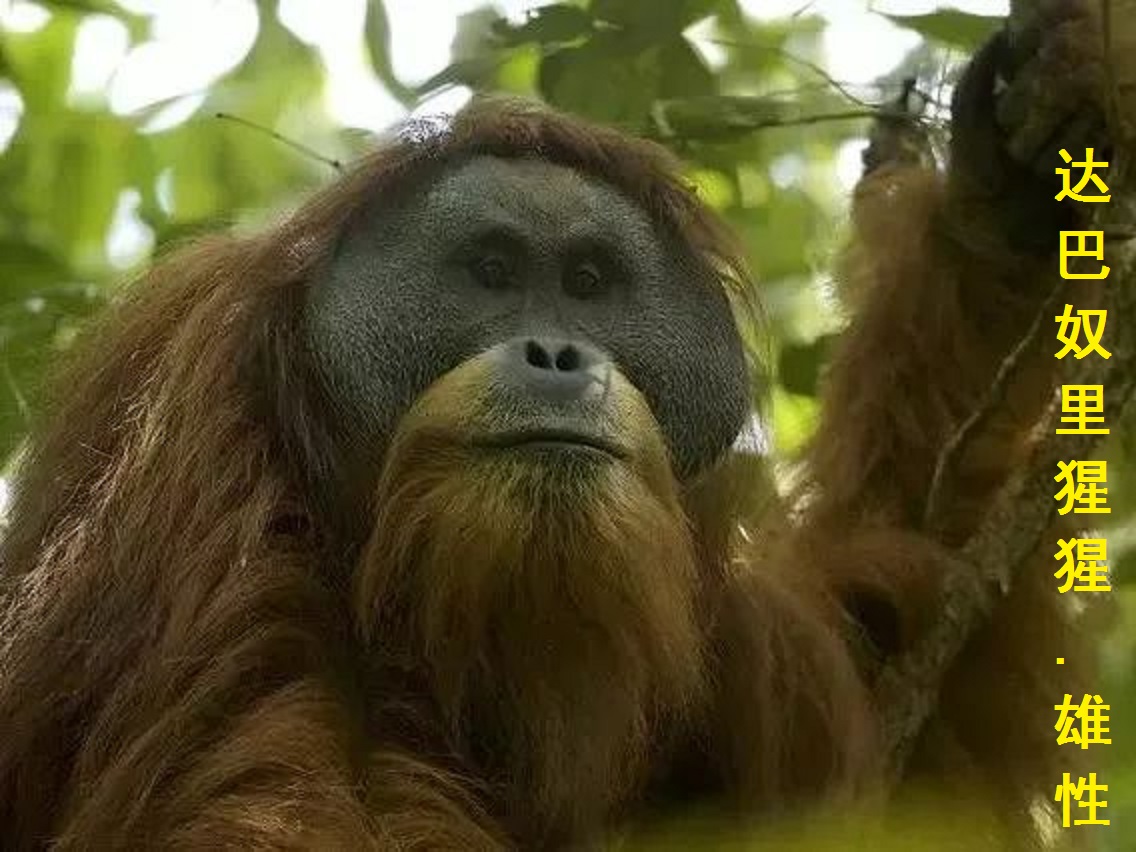 动物大猩猩深度解析,人科动物图谱