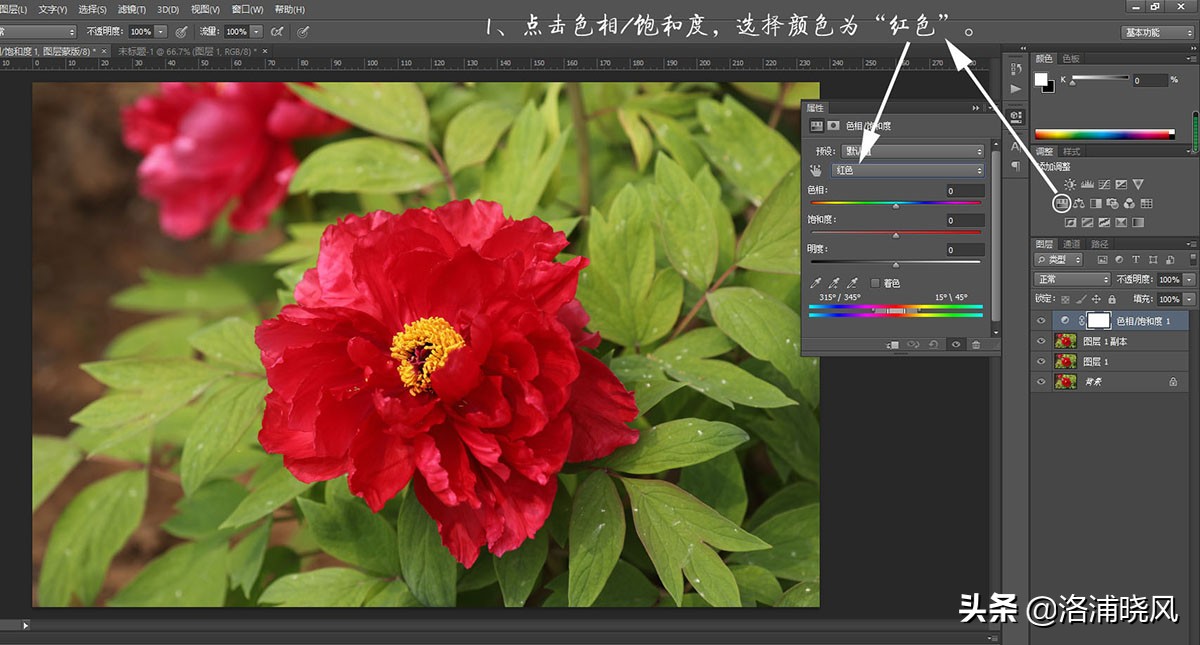 牡丹的名贵品种黑牡丹和绿牡丹,牡丹的稀有品种绿牡丹和黑牡丹