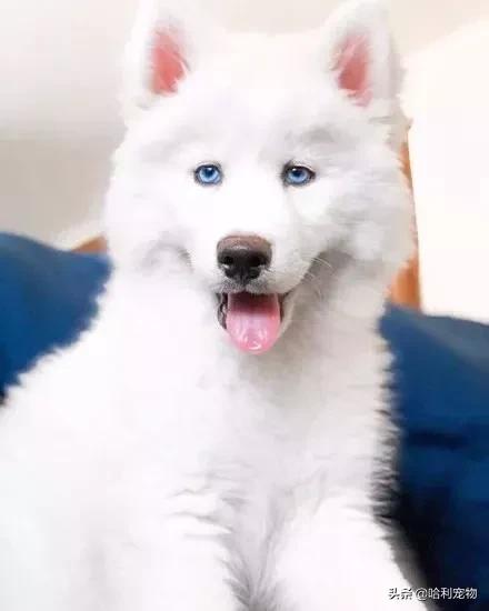 萨摩和哈士奇的孩子长大的样子,哈士奇和萨摩生的孩子