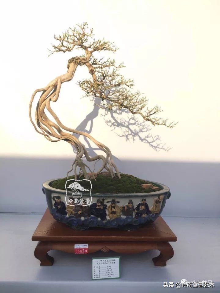 以根代杆下细上粗式盆景图片,各种老根盆景