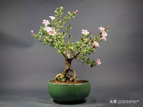 养好花六大关键十年养花经验总结,各种花卉养花技巧知识大全合集