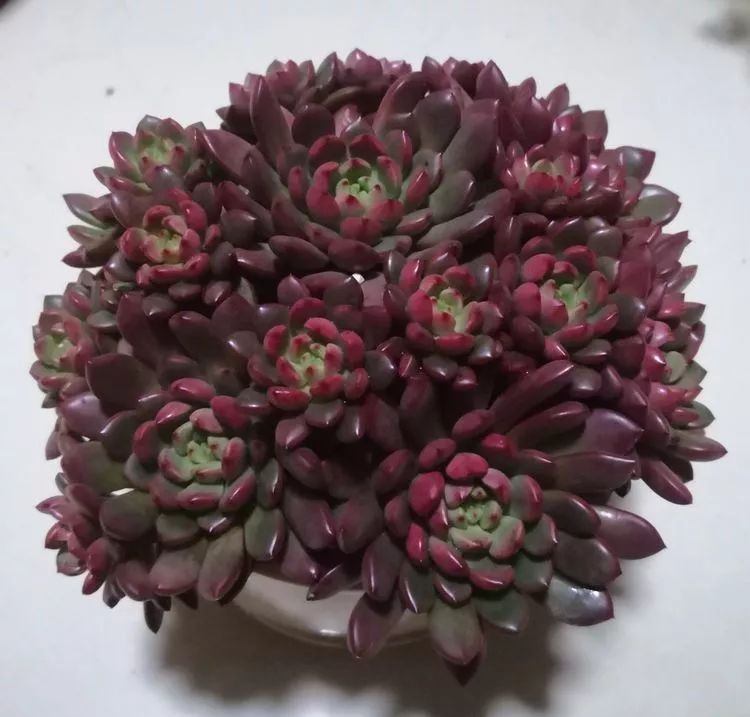 一花一叶一世界多肉,一花一世界多肉之美