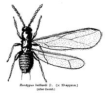 昆虫分类的基本单元,昆虫的分类视频