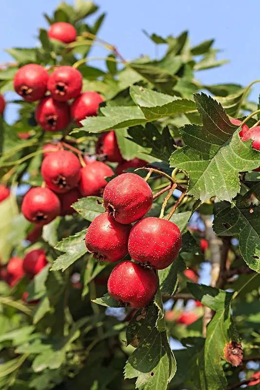 将军有剑不斩苍蝇全诗意思,将军有剑不斩苍蝇的下一句