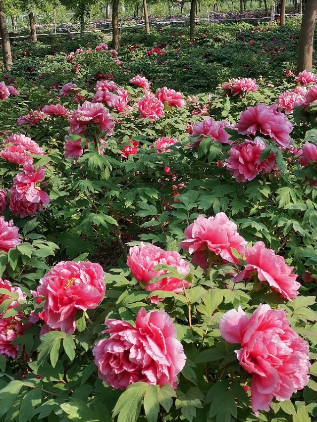 古县牡丹园游记作文,牡丹园游记