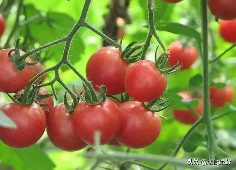 冬游鲜美烟台乐享“新八仙”生活之四丨仙食之粹