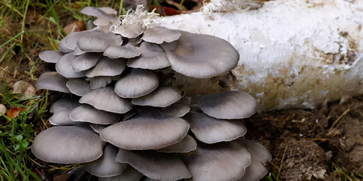 侧耳，吃过吧！追风散寒，舒筋活络，补肾壮阳