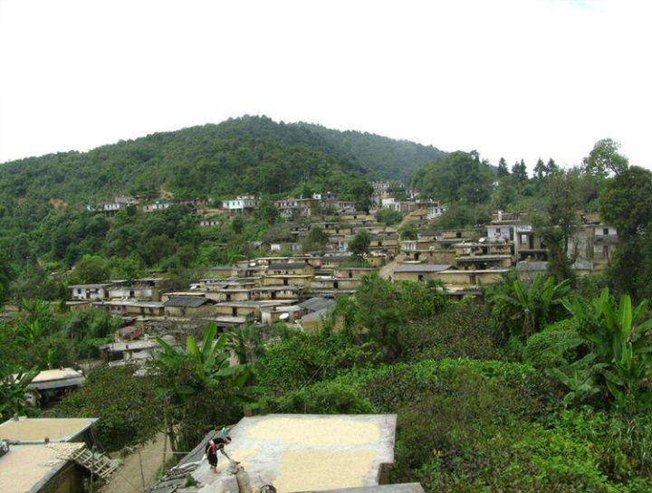 好茶分享南糯山熟普,南糯山的好茶