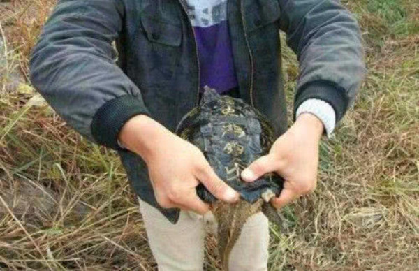 小伙在河边钓上来一只乌龟,老农偶然钓出一只乌龟