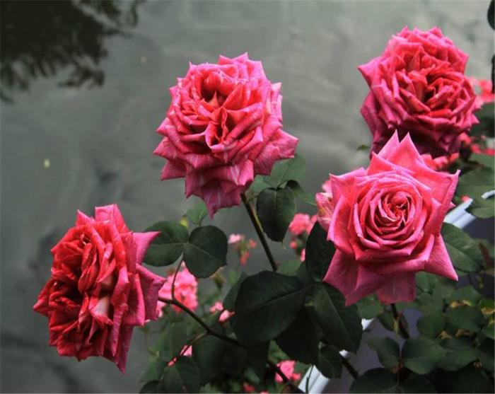 月季枯枝病怎么治疗最好,月季白粉病剪掉病枝