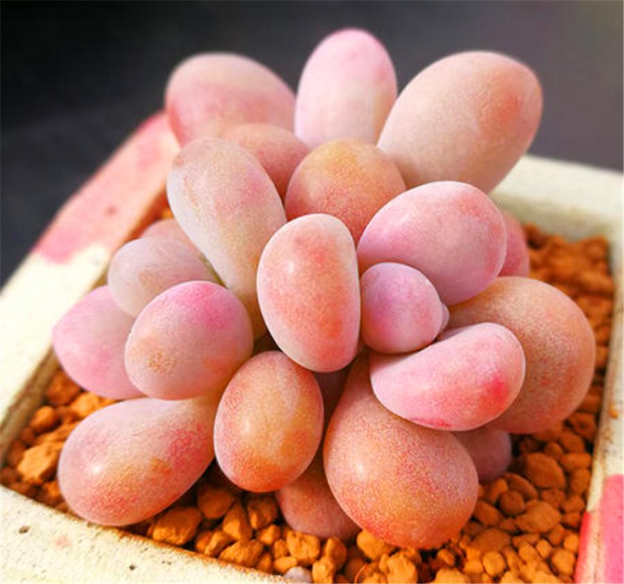 桃蛋叶片干瘪发软怎么办,桃蛋徒长叶片间距大怎么办